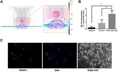 A multi-organ-on-chip to recapitulate the infiltration and the cytotoxic activity of circulating NK cells in 3D matrix-based tumor model